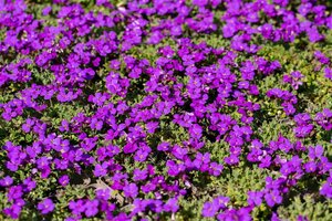 Aubrieta 'Hamburger Stadtpark' geen maat specificatie 0,55L/P9cm