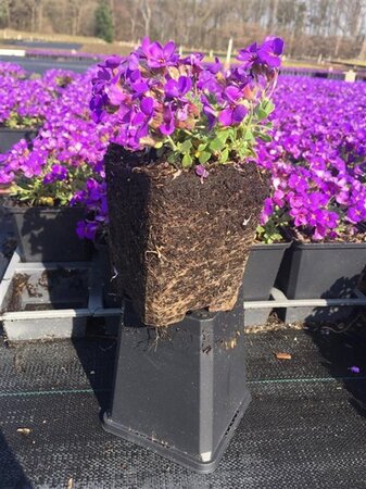 Aubrieta 'Hamburger Stadtpark' geen maat specificatie 0,55L/P9cm - afbeelding 5