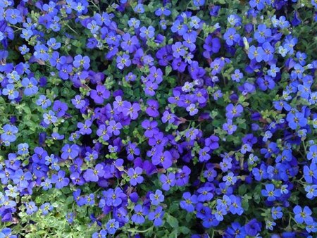Aubrieta 'Hamburger Stadtpark' geen maat specificatie 0,55L/P9cm - afbeelding 7