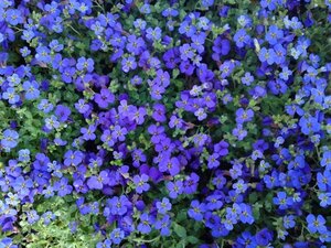 Aubrieta 'Hamburger Stadtpark' geen maat specificatie 0,55L/P9cm - afbeelding 7