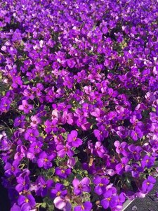 Aubrieta 'Hamburger Stadtpark' geen maat specificatie 0,55L/P9cm - afbeelding 6