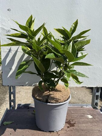 Aucuba japonica 25-30 cm cont. 3,0L