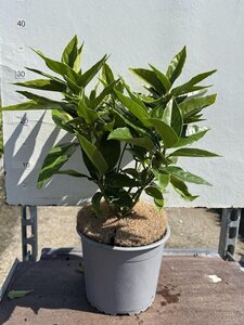 Aucuba japonica 25-30 cm cont. 3,0L