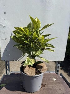 Aucuba jap. 'Crotonifolia' 25-30 cm cont. 3,0L