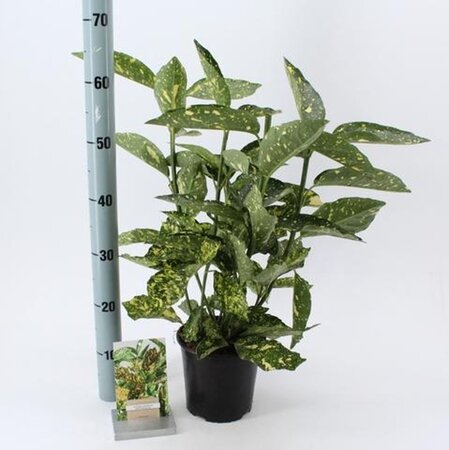 Aucuba jap. 'Crotonifolia' 30-40 cm cont. 2,0L