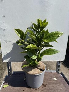 Aucuba jap. 'Rozannie' 25-30 cm cont. 3,0L