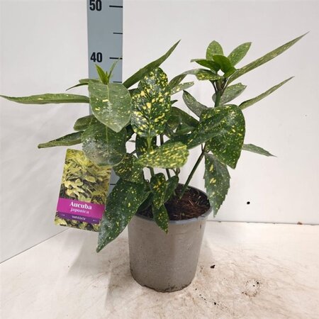 Aucuba jap. 'Variegata' 30-40 cm cont. 2,0L - afbeelding 1