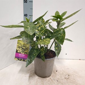 Aucuba jap. 'Variegata' 30-40 cm cont. 2,0L - afbeelding 1