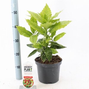 Aucuba jap. 'Variegata' 30-40 cm cont. 3,0L