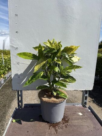 Aucuba jap. 'Variegata' 30-40 cm cont. 3,0L - afbeelding 3