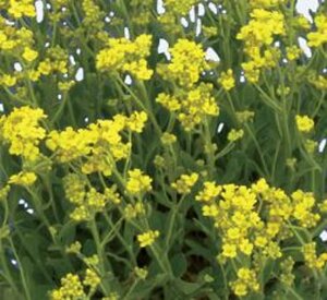 Aurinia saxatilis geen maat specificatie 0,55L/P9cm - afbeelding 2