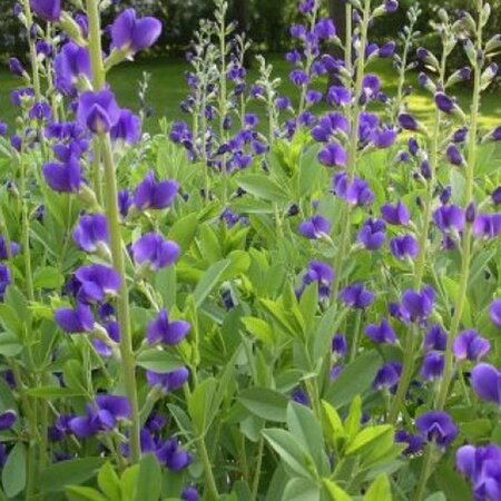 Baptisia australis geen maat specificatie 0,55L/P9cm - afbeelding 6