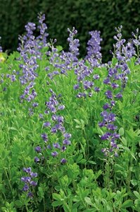 Baptisia australis geen maat specificatie 0,55L/P9cm - afbeelding 7