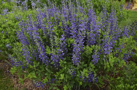 Baptisia 'Blueberry Sundae' geen maat specificatie 0,55L/P9cm