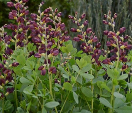 Baptisia 'Dark Chocolate' geen maat specificatie 0,55L/P9cm - afbeelding 1