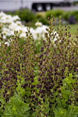 Baptisia 'Dark Chocolate' geen maat specificatie 0,55L/P9cm - afbeelding 2