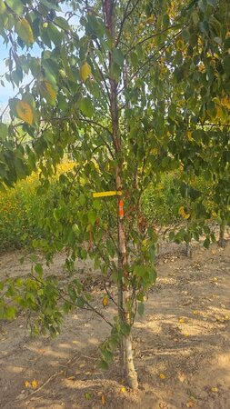 Betula albosin. 'Fascination' 10-12 cm wortelgoed geveerd - afbeelding 2