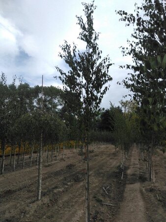 Betula albosin. 'Fascination' 10-12 cm wortelgoed geveerd - afbeelding 1