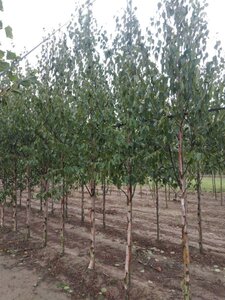 Betula albosin. 'Fascination' 10-12 cm wortelgoed geveerd - afbeelding 4