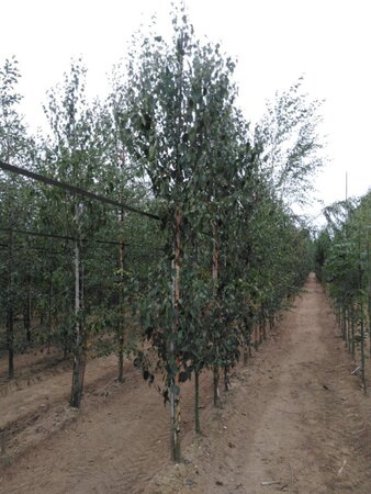 Betula albosin. 'Fascination' 10-12 cm wortelgoed geveerd - afbeelding 3