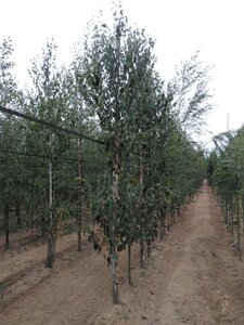 Betula albosin. 'Fascination' 10-12 cm wortelgoed geveerd - afbeelding 3