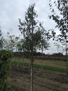 Betula albosin. 'Fascination' 12-14 Hoogstam wortelgoed 2 X verplant