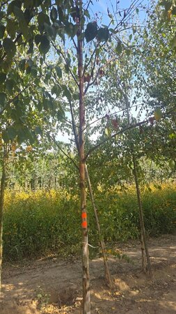 Betula albosin. 'Fascination' 12-14 Hoogstam wortelgoed 2 X verplant - afbeelding 2