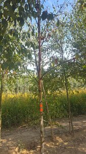 Betula albosin. 'Fascination' 12-14 Hoogstam wortelgoed 2 X verplant - afbeelding 2