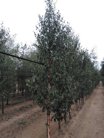 Betula albosin. 'Fascination' 12-14 Hoogstam wortelgoed 2 X verplant - afbeelding 3