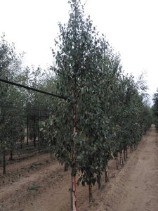 Betula albosin. 'Fascination' 12-14 Hoogstam wortelgoed 2 X verplant - afbeelding 3