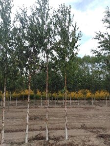 Betula albosin. 'Fascination' 12-14 cm wortelgoed geveerd 2 X verplant