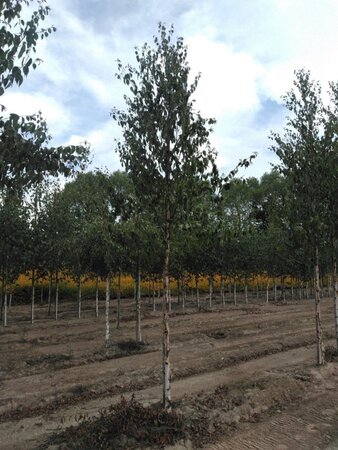 Betula albosin. 'Fascination' 14-16 cm draadkluit geveerd 3 X verplant - afbeelding 1