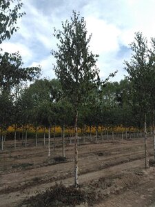 Betula albosin. 'Fascination' 14-16 cm draadkluit geveerd 3 X verplant