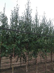 Betula albosin. 'Fascination' 14-16 cm draadkluit geveerd 3 X verplant - afbeelding 2