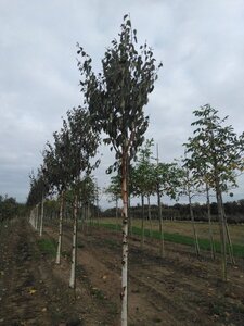 Betula albosin. 'Fascination' 14-16 Hoogstam wortelgoed 2 X verplant