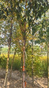 Betula albosin. 'Fascination' 14-16 Hoogstam wortelgoed 2 X verplant - afbeelding 2