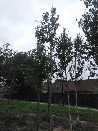 Betula albosin. 'Fascination' 14-16 STA BR 2 X V - image 3