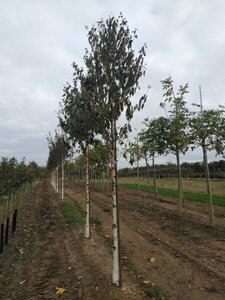 Betula albosin. 'Fascination' 16-18 Hoogstam draadkluit 3 X verplant - afbeelding 4
