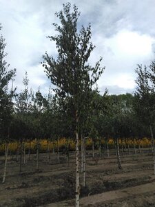 Betula albosin. 'Fascination' 16-18 Hoogstam draadkluit 3 X verplant