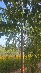 Betula albosin. 'Fascination' 16-18 Hoogstam draadkluit 3 X verplant - afbeelding 2