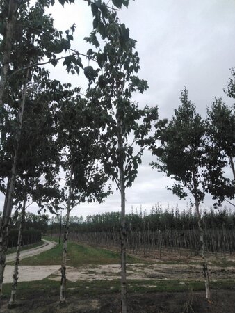 Betula albosin. 'Fascination' 16-18 STA WRB 3 X V - image 3