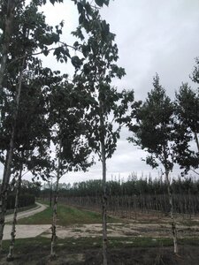 Betula albosin. 'Fascination' 16-18 STA WRB 3 X V - image 3