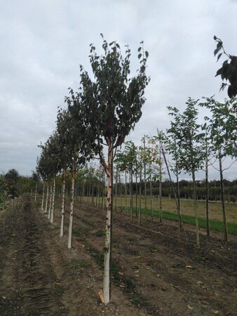 Betula albosin. 'Fascination' 18-20 Hoogstam draadkluit 3 X verplant - afbeelding 4