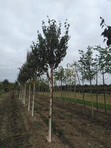 Betula albosin. 'Fascination' 18-20 Hoogstam draadkluit 3 X verplant - afbeelding 4
