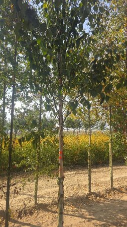 Betula albosin. 'Fascination' 18-20 Hoogstam draadkluit 3 X verplant - afbeelding 1
