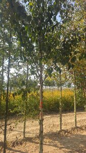 Betula albosin. 'Fascination' 18-20 Hoogstam draadkluit 3 X verplant