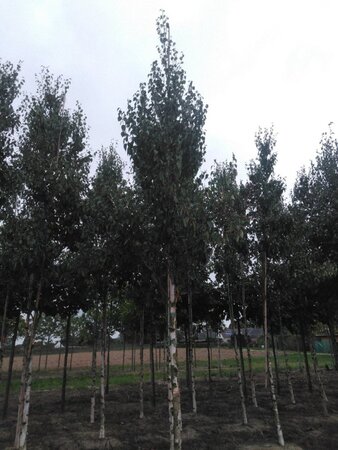 Betula albosin. 'Fascination' 18-20 Hoogstam draadkluit 3 X verplant - afbeelding 3