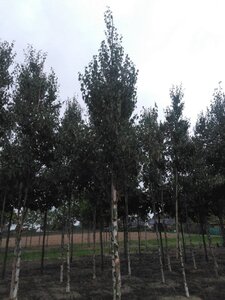 Betula albosin. 'Fascination' 18-20 Hoogstam draadkluit 3 X verplant - afbeelding 3