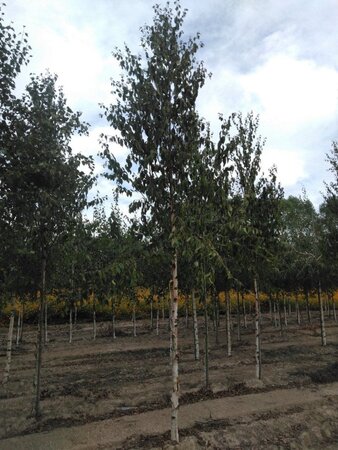 Betula albosin. 'Fascination' 18-20 Hoogstam draadkluit 3 X verplant - afbeelding 2