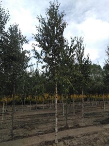 Betula albosin. 'Fascination' 18-20 Hoogstam draadkluit 3 X verplant - afbeelding 2